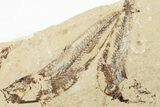 Two Cretaceous Fossil Fish (Scombroclupea) with Pos/Neg - Lebanon #201345-7